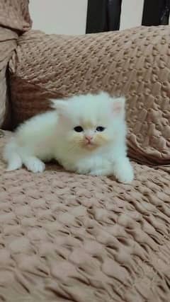 parshin Punch face kitten for sale 0