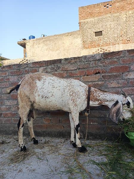 Heavy weight body goat for sale 1