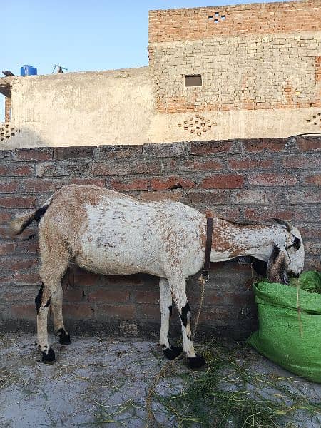 Heavy weight body goat for sale 3