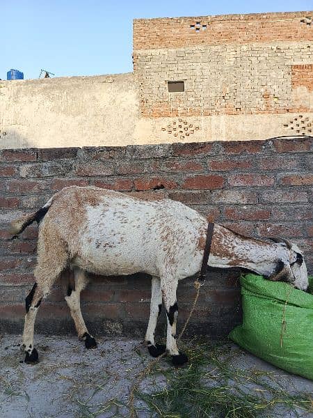 Heavy weight body goat for sale 4