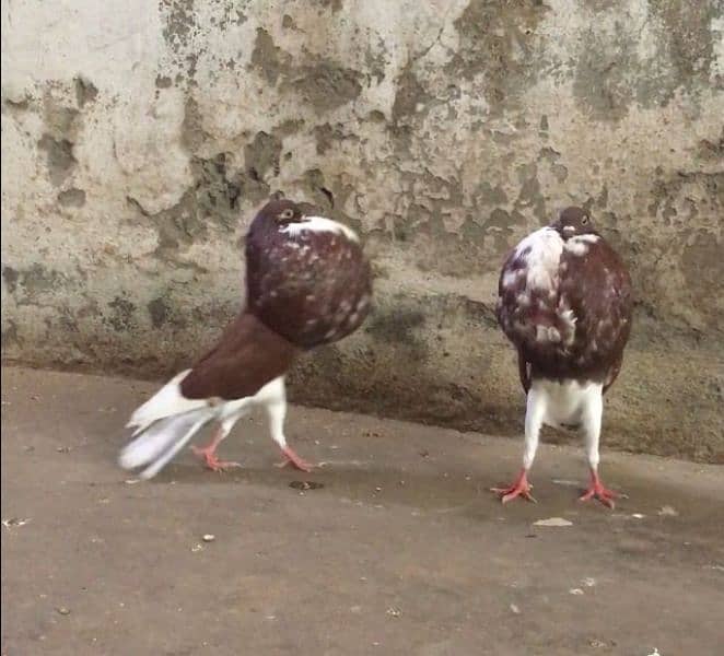 Norwich Pigeons 1