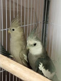 Cockatiels