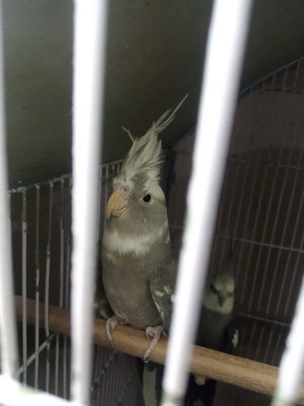 Cockatiels for sale 1