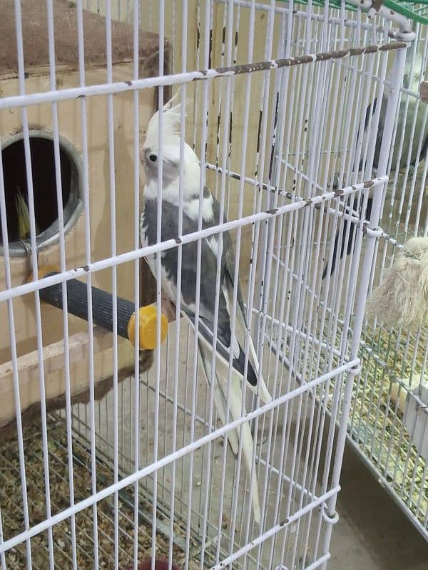 Cockatiels for sale 2