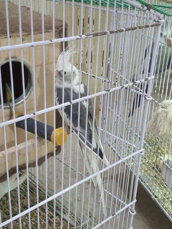 Cockatiels for sale 3