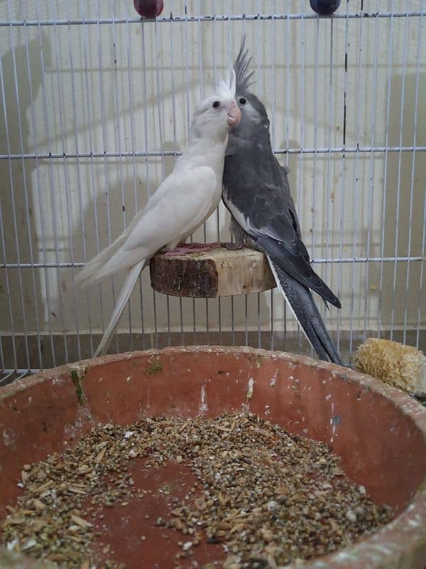 Cockatiels for sale 4