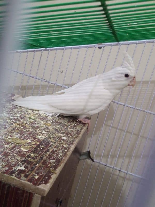 Cockatiels for sale 5