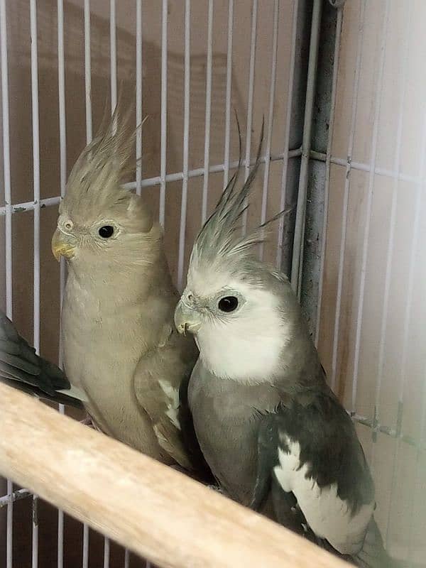 Cockatiels for sale 6