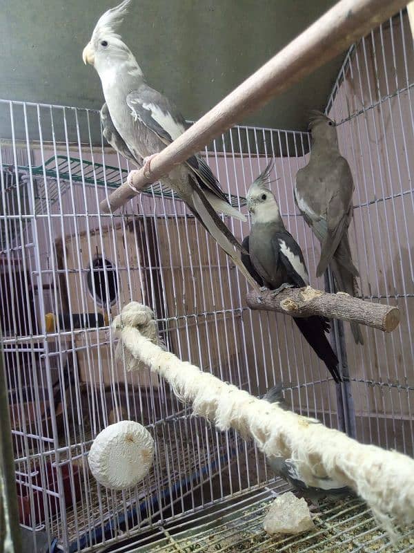 Cockatiels for sale 7