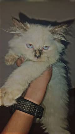 Persian cat 3 months old