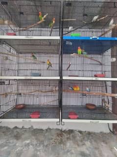 I want to Sale Birds Folding Cage Size 1.5 x 1.5x 2.5