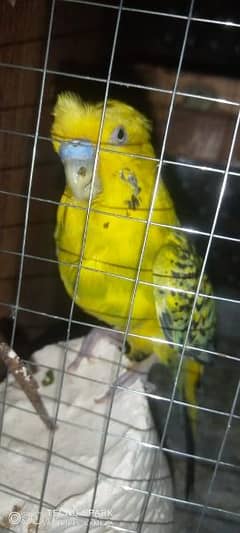 Australian  parrots male 0