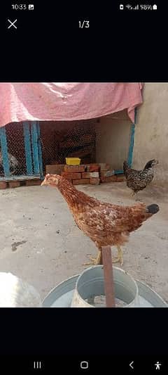 Desi Misri Hens Murghia Available