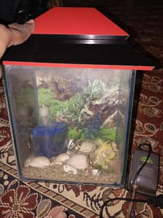 Fish aquarium