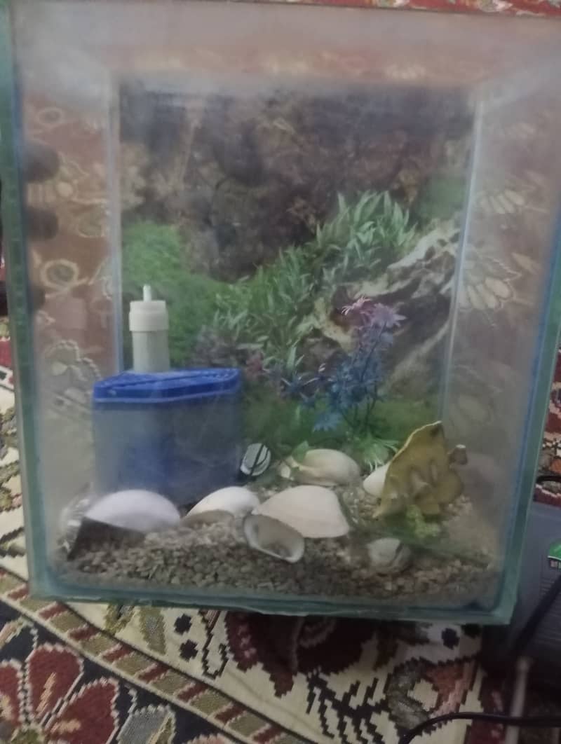 Fish aquarium 5