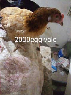 hen for sale