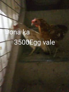 hen for sale