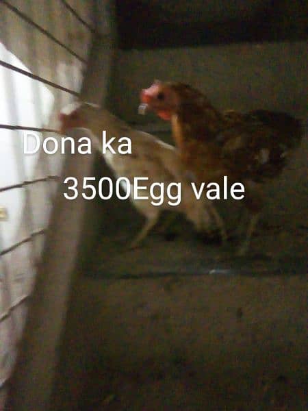 hen for sale 1