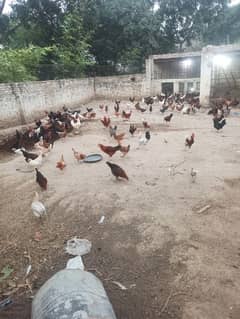 Pure desi fertile eggs in Gujranwala