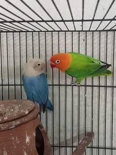 love birds for sale pairs