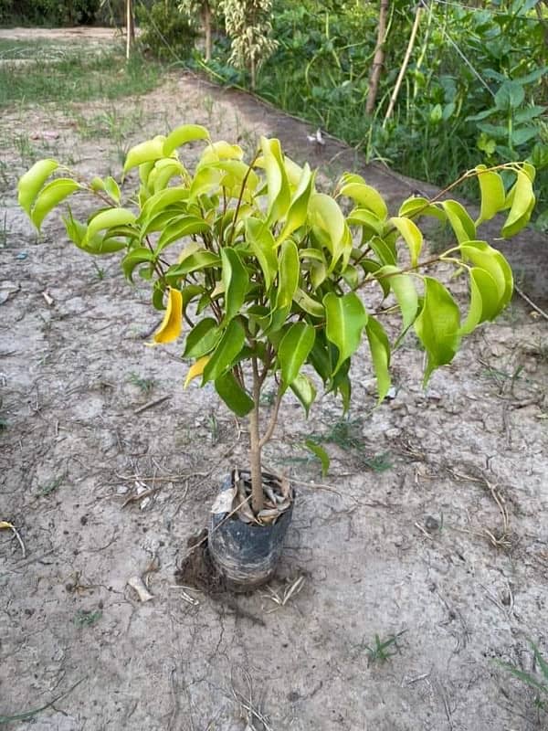 Plants/ Trees/ Ficus / Flowers/ Fruits/ Nursary/Palm / Bonsai 4