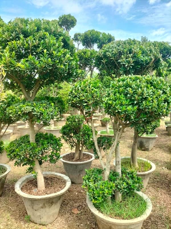 Plants/ Trees/ Ficus / Flowers/ Fruits/ Nursary/Palm / Bonsai 5