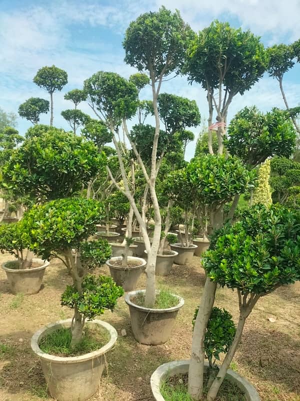 Plants/ Trees/ Ficus / Flowers/ Fruits/ Nursary/Palm / Bonsai 6