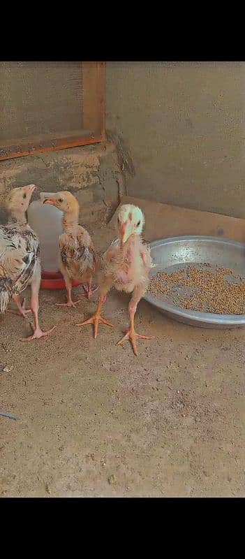 chicks for sale 1200 per peice 3 peice available 1