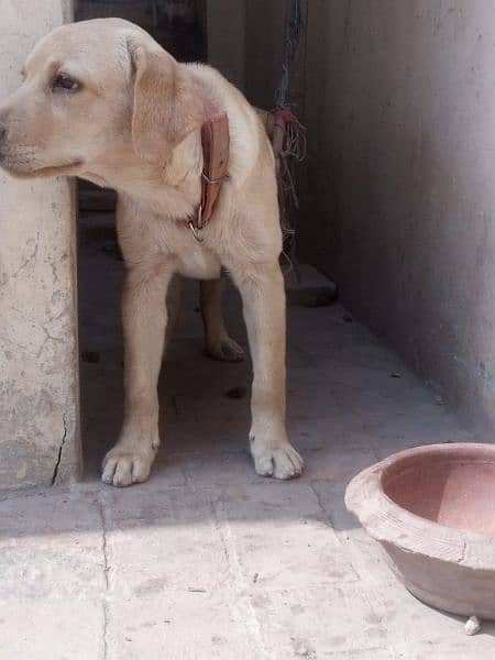 Labrador retriever female 1