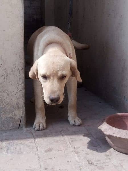 Labrador retriever female 3