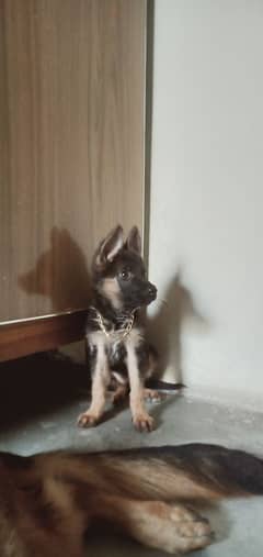 near to 2 months Femal German shepherd