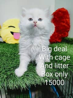 sale on cat with cage and litter box for only 15000