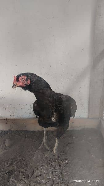 3 high quality aseel muskhi hen murgi Madi for sale 3