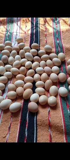 Desi Eggs