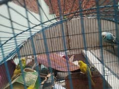 Australian parrots | budgie | Australian totay 0