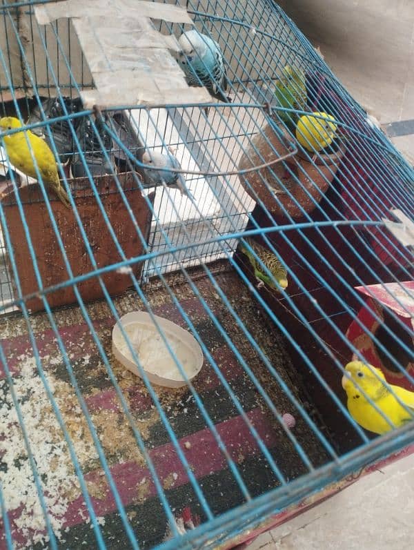 Australian parrots | budgie | Australian totay 5