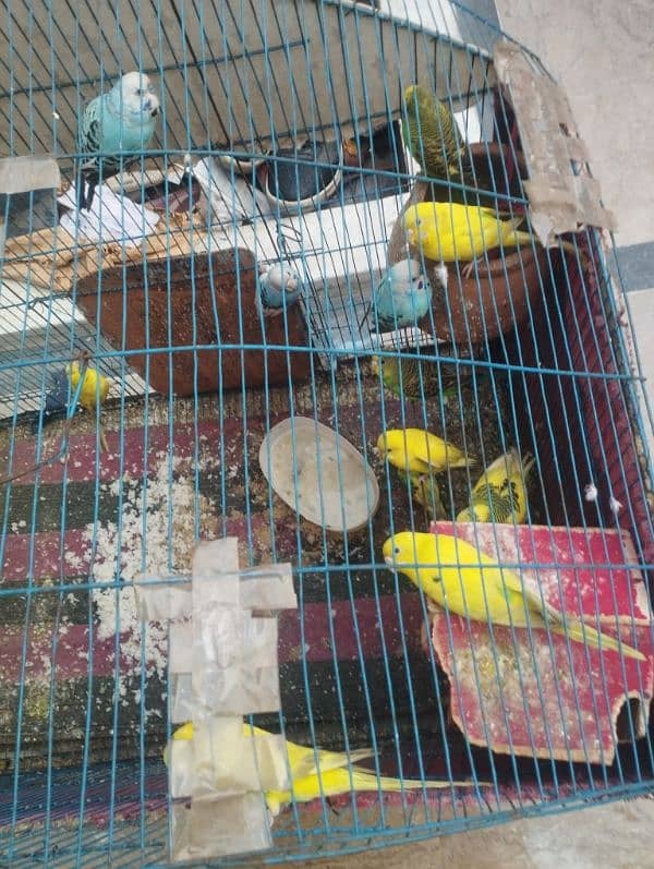 Australian parrots | budgie | Australian totay 7