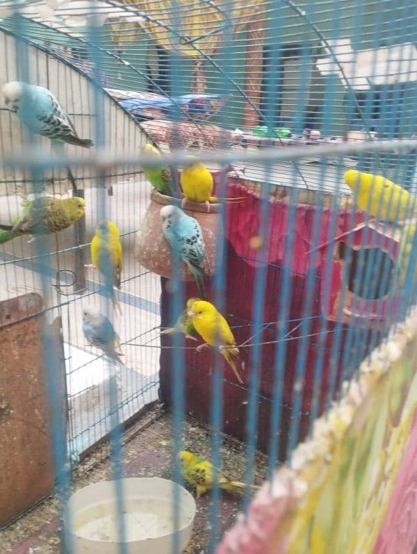 Australian parrots | budgie | Australian totay 8