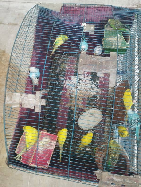 Australian parrots | budgie | Australian totay 9