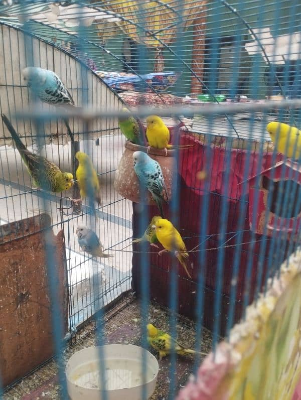 Australian parrots | budgie | Australian totay 11