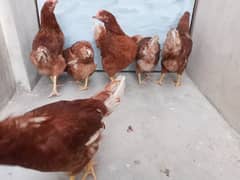 6 quality lohmann hens near to egg laying