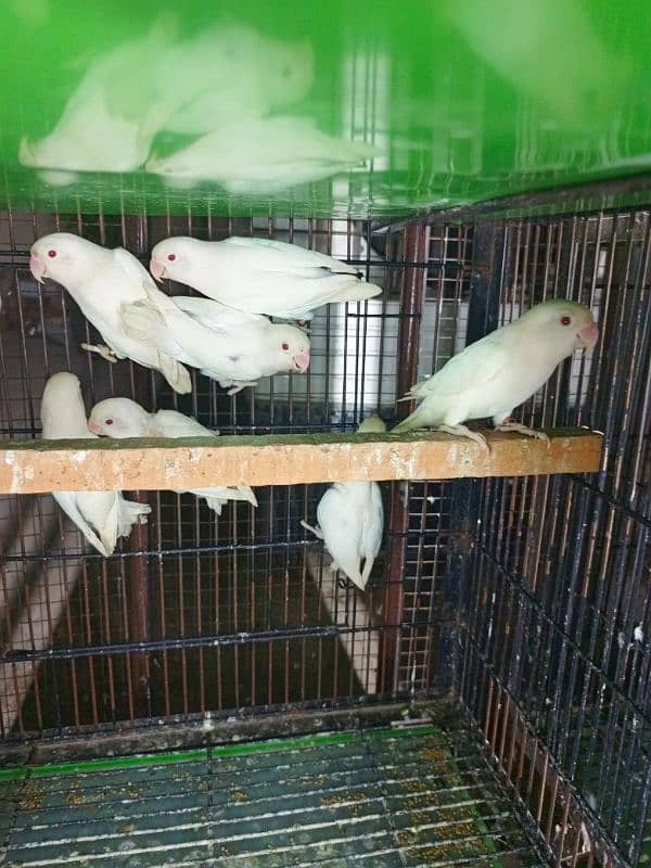 albino red eyes ready to breed 2