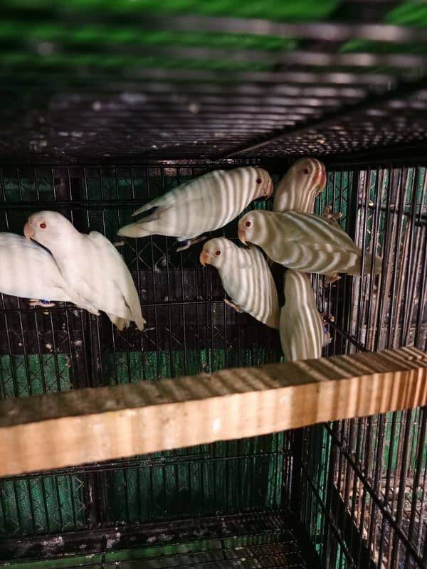 albino red eyes ready to breed 4