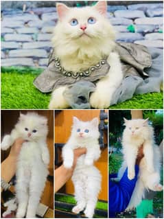 Persian Punch face triple coat cat Kitten