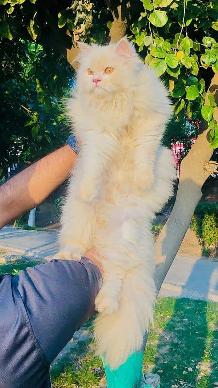 Persian Punch face triple coat cat Kitten 17