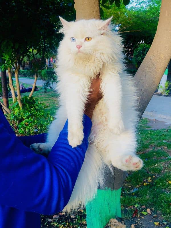 Persian Punch face triple coat cat Kitten 18