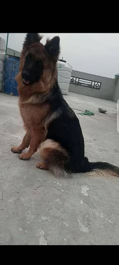 German Shepherd long coat female