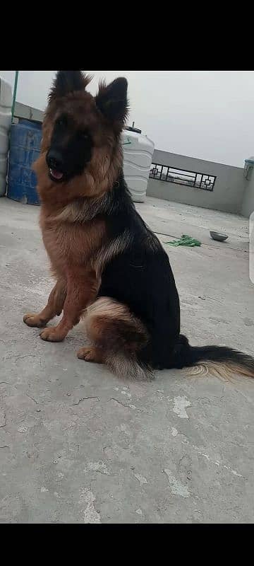 German Shepherd long coat female 0