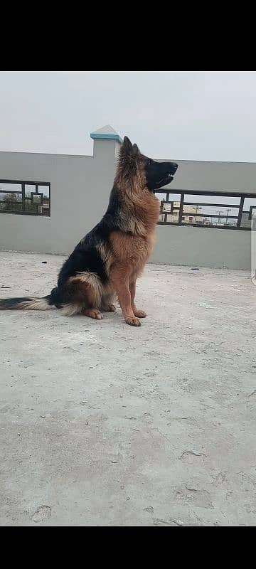 German Shepherd long coat female 1