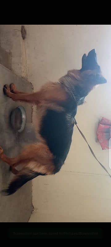 German Shepherd long coat female 2